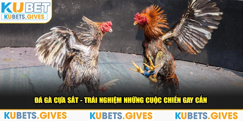 Đá gà cựa sắt