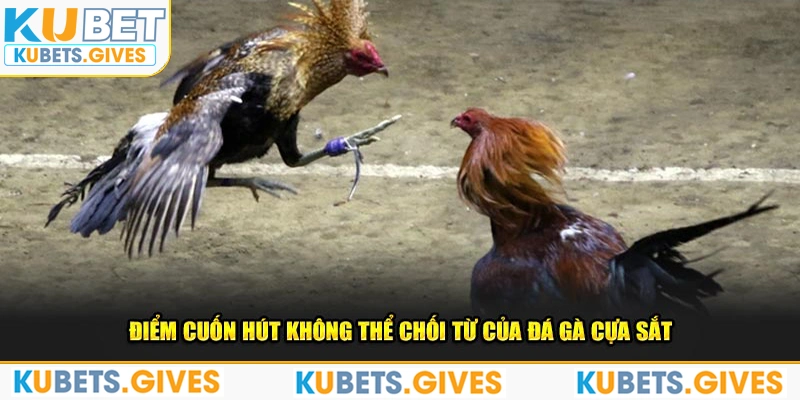 Điểm cuốn hút không thể chối từ của đá gà cựa sắt