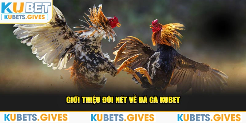 Giới thiệu đôi nét về đá gà Kubet