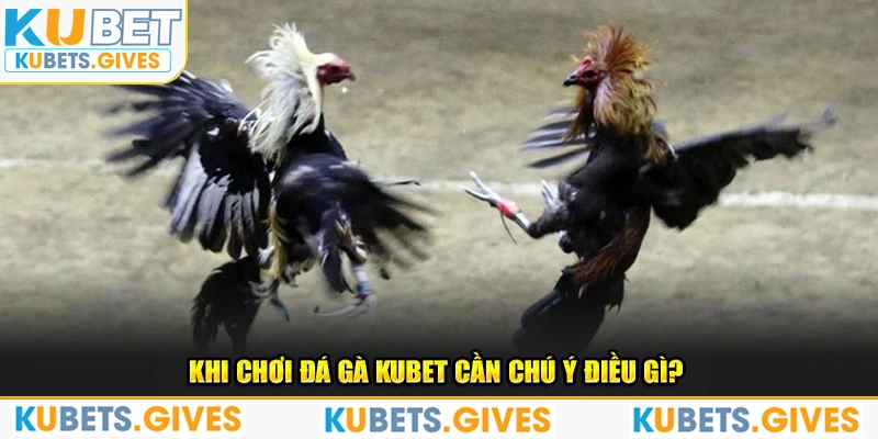 Khi chơi đá gà Kubet cần chú ý điều gì? 