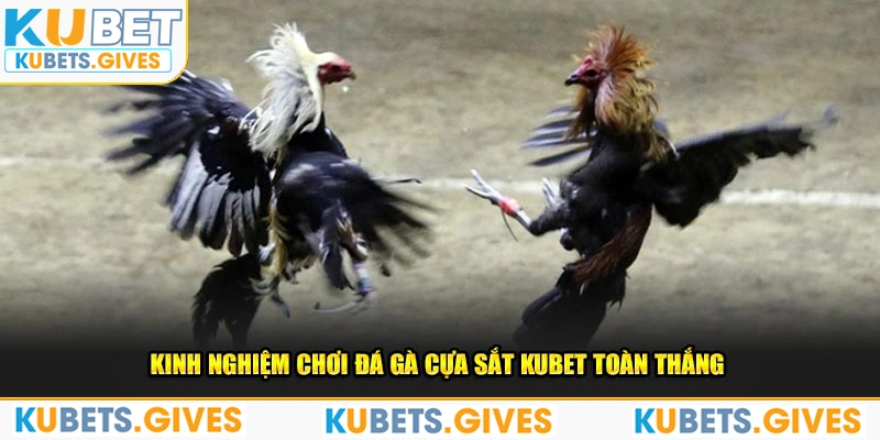 Kinh nghiệm chơi đá gà cựa sắt Kubet toàn thắng 