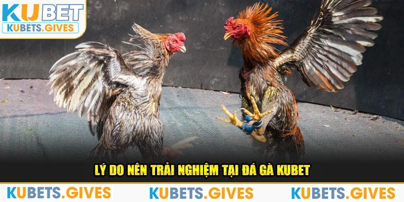 Lý do nên trải nghiệm tại đá gà Kubet