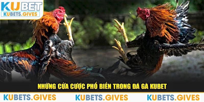   Những cửa cược phổ biến trong đá gà Kubet