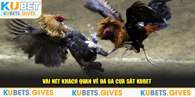 Vài nét khách quan về đá gà cựa sắt Kubet 